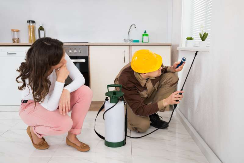 pest control inspection in canberra and kambah