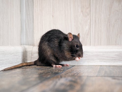 Rats it or Rats not it