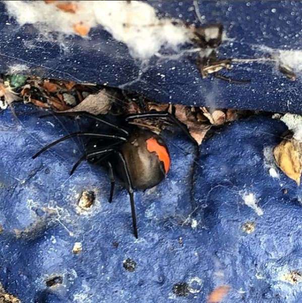 How to make the spider go away