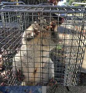 City Pest Control Services | Kambah and Canberra