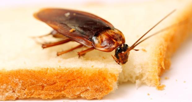 7 Ways Cockroaches Are Bad For Your Health