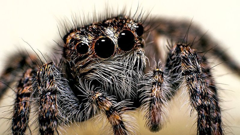 The 10 Most Venomous Spiders in Australia
