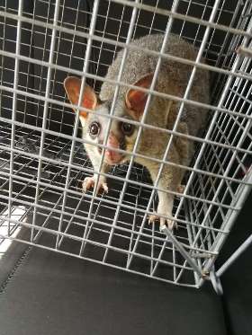 Possum Pest Control in Canberra, Australia