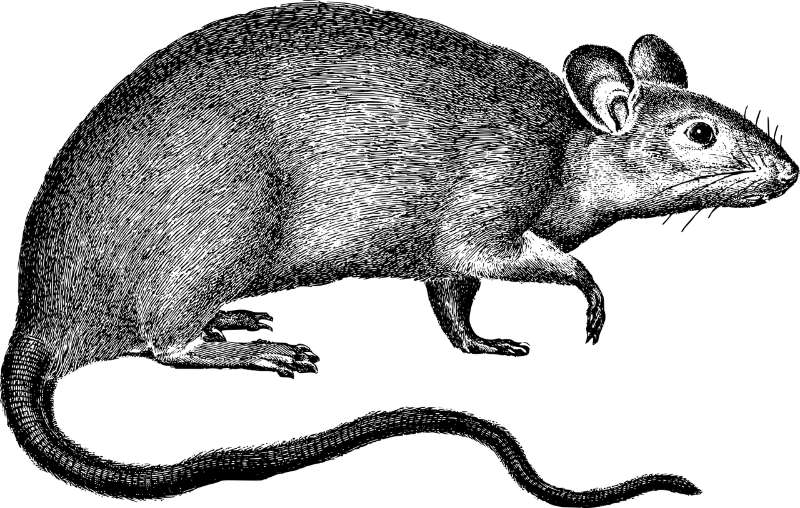 Health Hazards Posed by Rodents