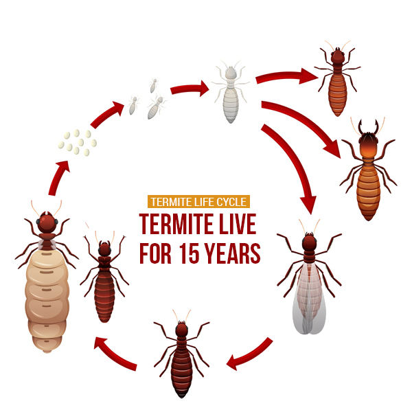 Termites Control Canberra