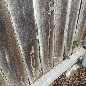 Termites Control in Kambah by City Pest Control