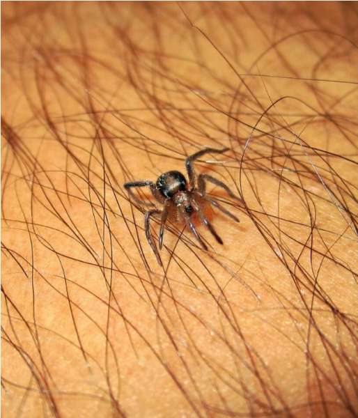 10 Natural Ways to Keep Spiders Out of Your House!