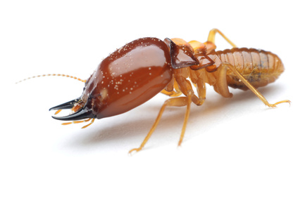 How To Prevent Termites From Coming Back After Fumigation Or Treatment.