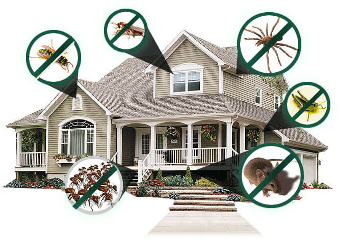 Residential Pest Control Services