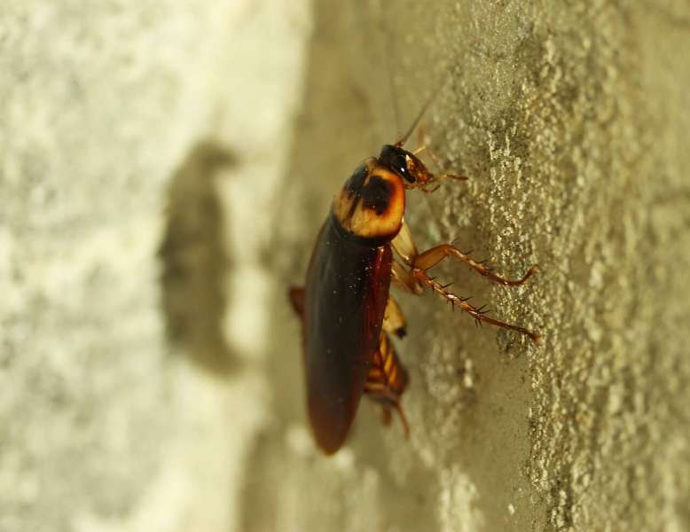 Do Cockroaches Carry Disease?