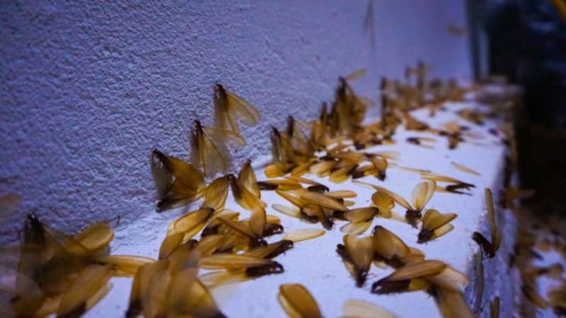 Termite Swarms: The season that can cause you serious trouble
