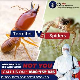 Termites Control | Spiders Control