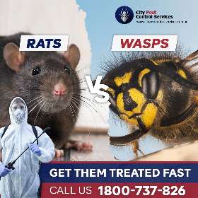 Rats Control | Wasps Control