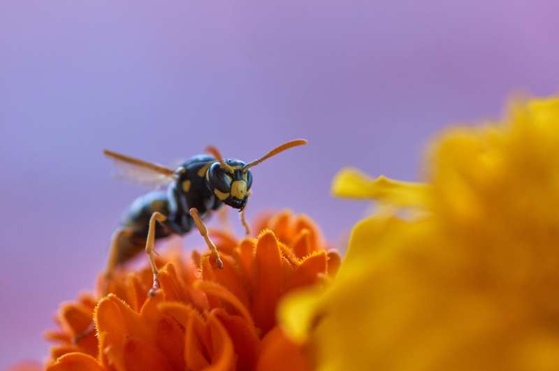 How to Get Rid of Wasps in Your Garden and Stop Them Coming Back