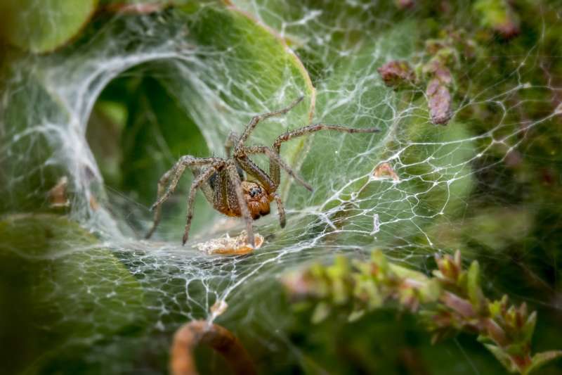 Beware of These Deadly Spiders! Get Rid of Them before It’s Too Late