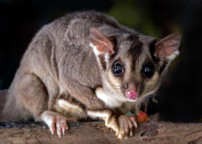 Dealing with Possums Legally
