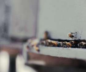 Wasp Nest Removal Services - City Pest Control Canberra