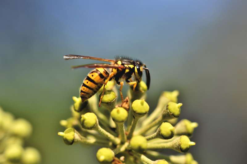 Wasp Stings Result In the Most Hospitalisations and Deaths