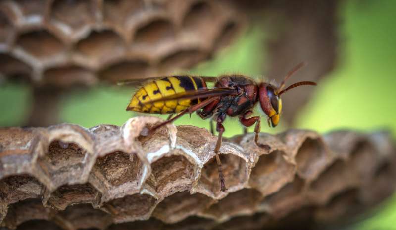 Wasps Control: How to deal with them this season