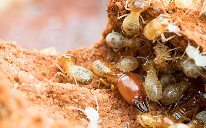Termite Control: How to Identify & Treat Them