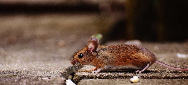 The Ultimate Guide to Finding the Best Commercial Pests Control Service in Canberra