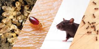 Winter's Biggest Pests Problem: Exterior Rodent Baiting Around Commercial Properties