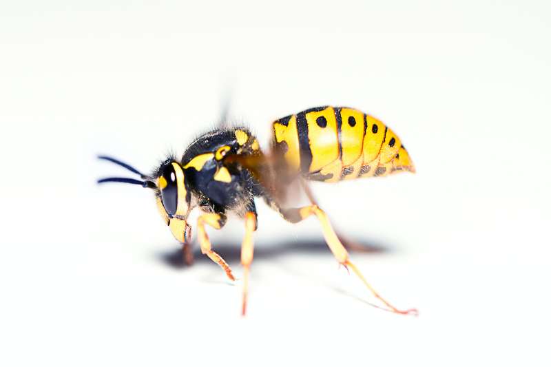 How to Handle Wasps Season: The 3 Most Common Ways to Get Rid of Wasps