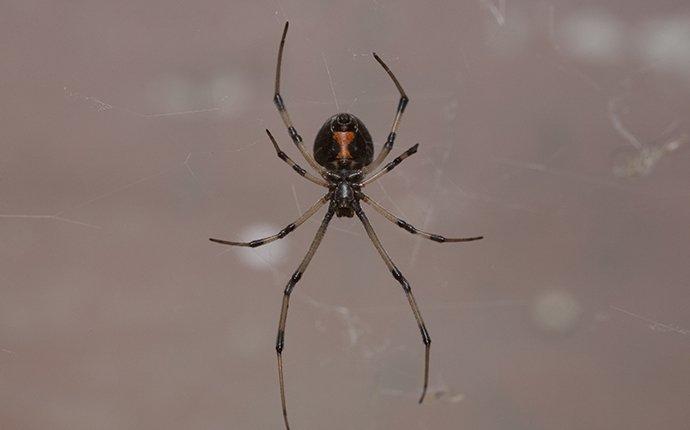 What's Driving The Spider Invasion In Homes?