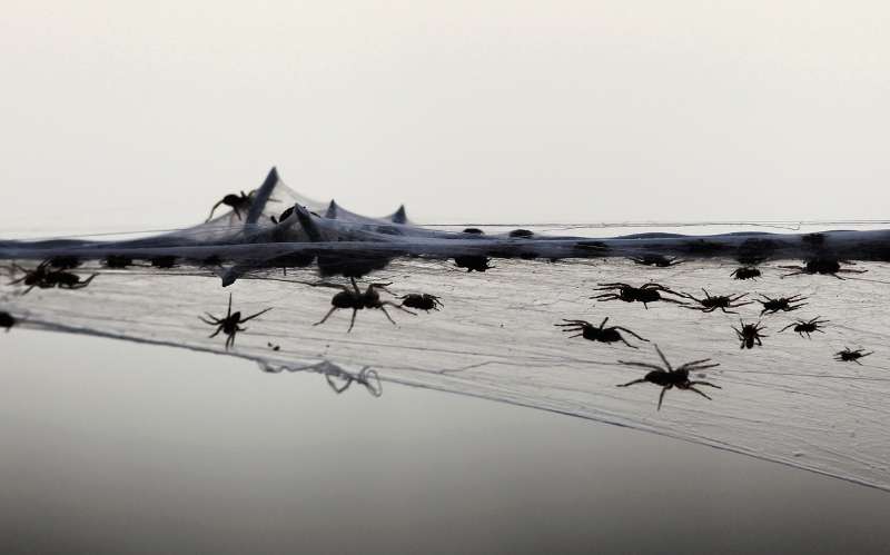 Heavy Rain and Floods: When Pests Become a Problem