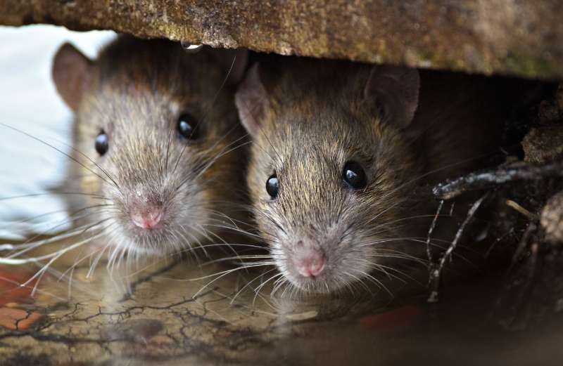 The Scarier Side of Flooding: Rodents