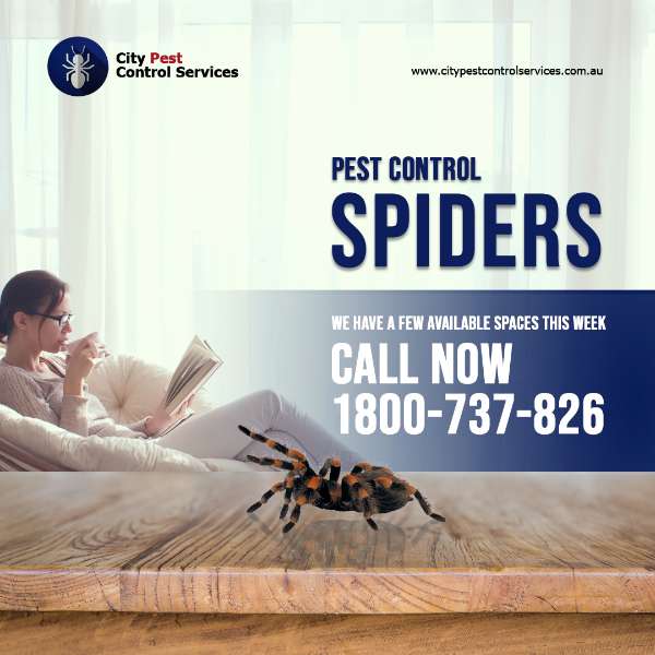 Spider Pest Control in Canberra