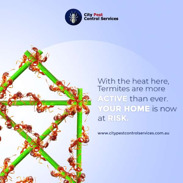 Ants Pest Control in Canberra