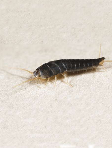 Silverfish Control in Canberra