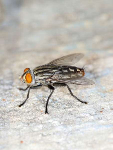 Flying Pest Control in Canberra