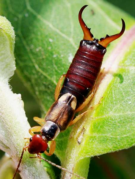 Earwigs Control In Canberra