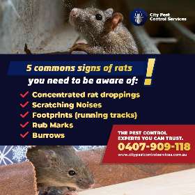 5 Common signs of rats | City Pest Control in Canberra
