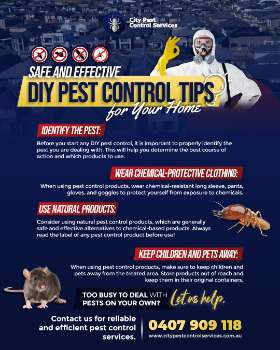 DIY Pest Control Tips for your pest-free Home - Pest Control Canberra | City Pest Control Services