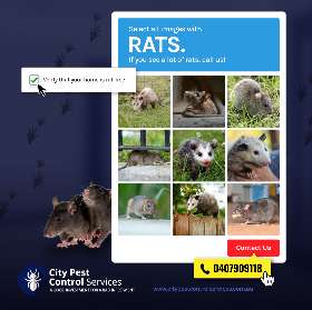 Rat Control in Kambah and Canberra - Pest Control Expert Canberra | City Pest Control Services