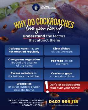 Cockroaches Control in Canberra - Pest Control Experts | City Pest Control Services