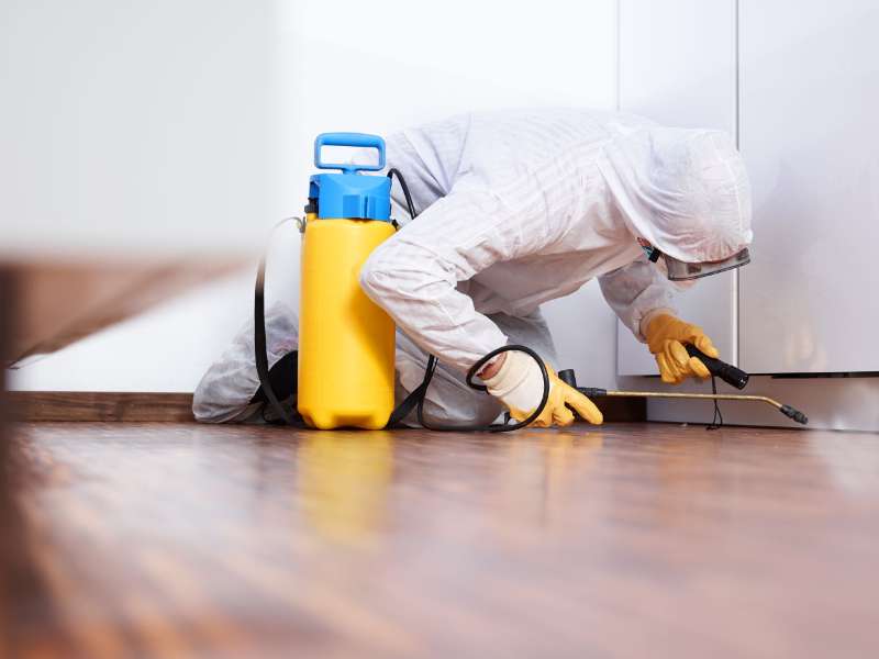 Finding The Best Pest Control Services in Kambah & Canberra