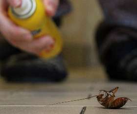 DIY Pest Control vs Hire Pest Control Experts | City Pest Control Services