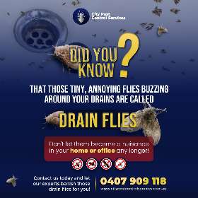 Drain Flies Control  - Pest Control Kambah and Canberra | City Pest Control Services