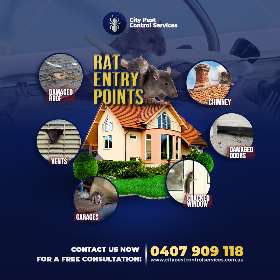 Rat Entry Points - Rat Control Canberra | City Pest Control Services
