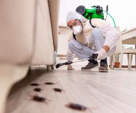 Preventative Pest Control Services in Canberra | City Pest Control Services