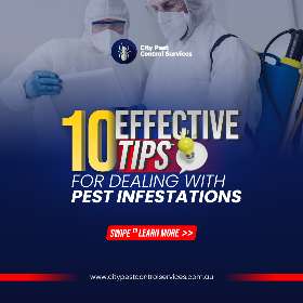 Effective Tips For Dealing With Pest Infestations - Pest Control Canberra 1