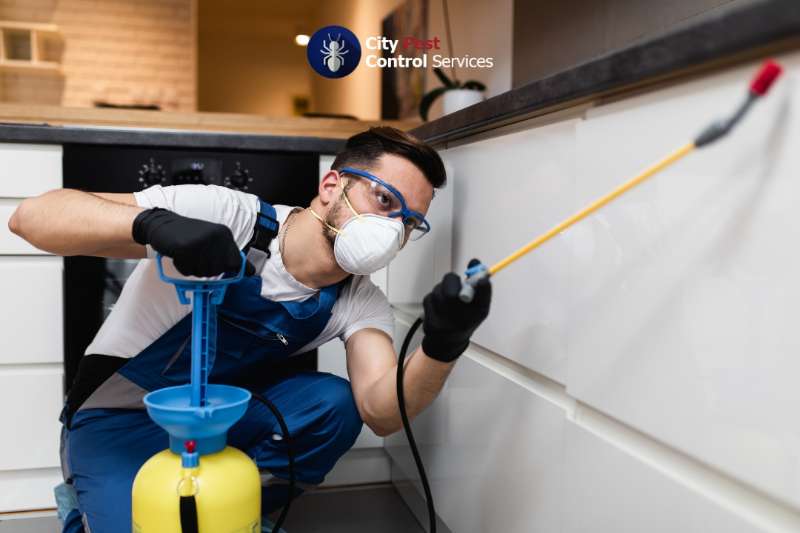 Pest Control Services You Can Trust in Kambah and Canberra