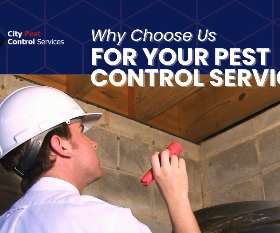Why Choose Us For Your Pest Control Service | City Pest Control Services