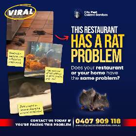 Rat Problem in Your Restaurant - Rat Control in Kambah and Canberra | City Pest Control Services