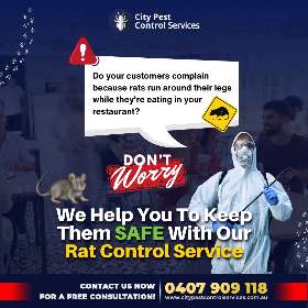 Rat Control Service For Your Restaurant and Business in Canberra | City Pest Control Services