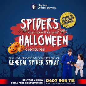 Spider Spray Canberra for Your Halloween - General Pest Spray for Spider | City Pest Control Services